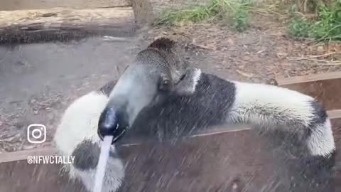 How giant anteaters drink water in the rain