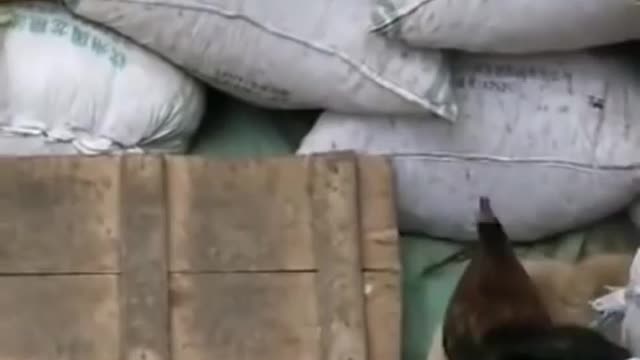 Chicken VS Dog Fight - Funny Dog Fight Videos - 1