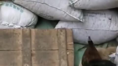 Chicken VS Dog Fight - Funny Dog Fight Videos - 1