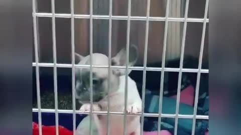 Funny Cute ☜♡☞ Dogs & Cats