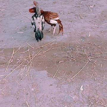 Checkan in the cation #shorts video