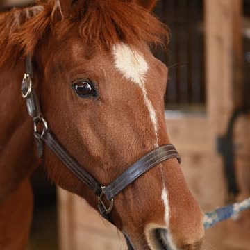 My Annoying Horse #jokes