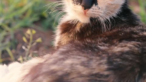 Funny Cats and Kittens Meowing Sound Effects Compilation