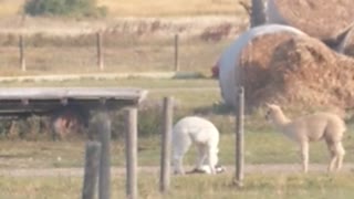 Alpaca Plays With Feline Best Friend
