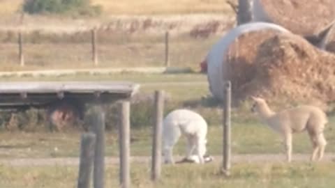 Alpaca Plays With Feline Best Friend