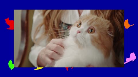 ONE MINUTE CATS 034