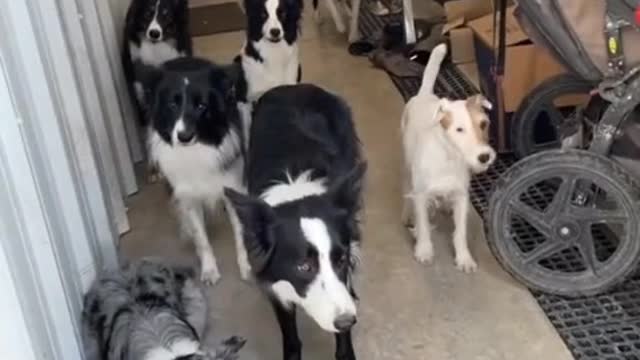 Why are so many dogs queuing up?