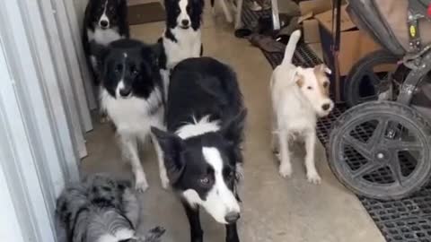 Why are so many dogs queuing up?