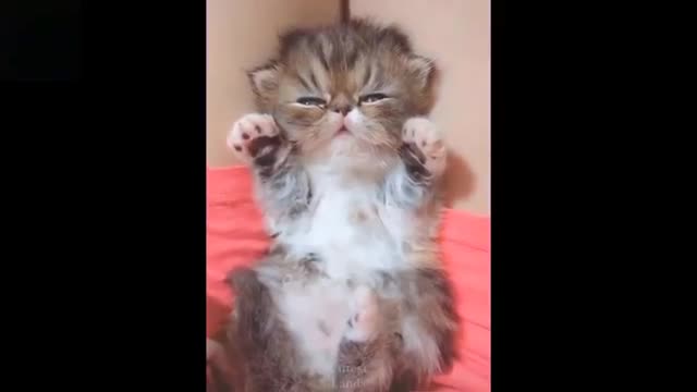 Do whatever it takes Not To Laugh To These Pets Compilation#6
