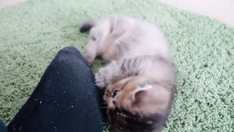 The kitten is playing happily with everyone