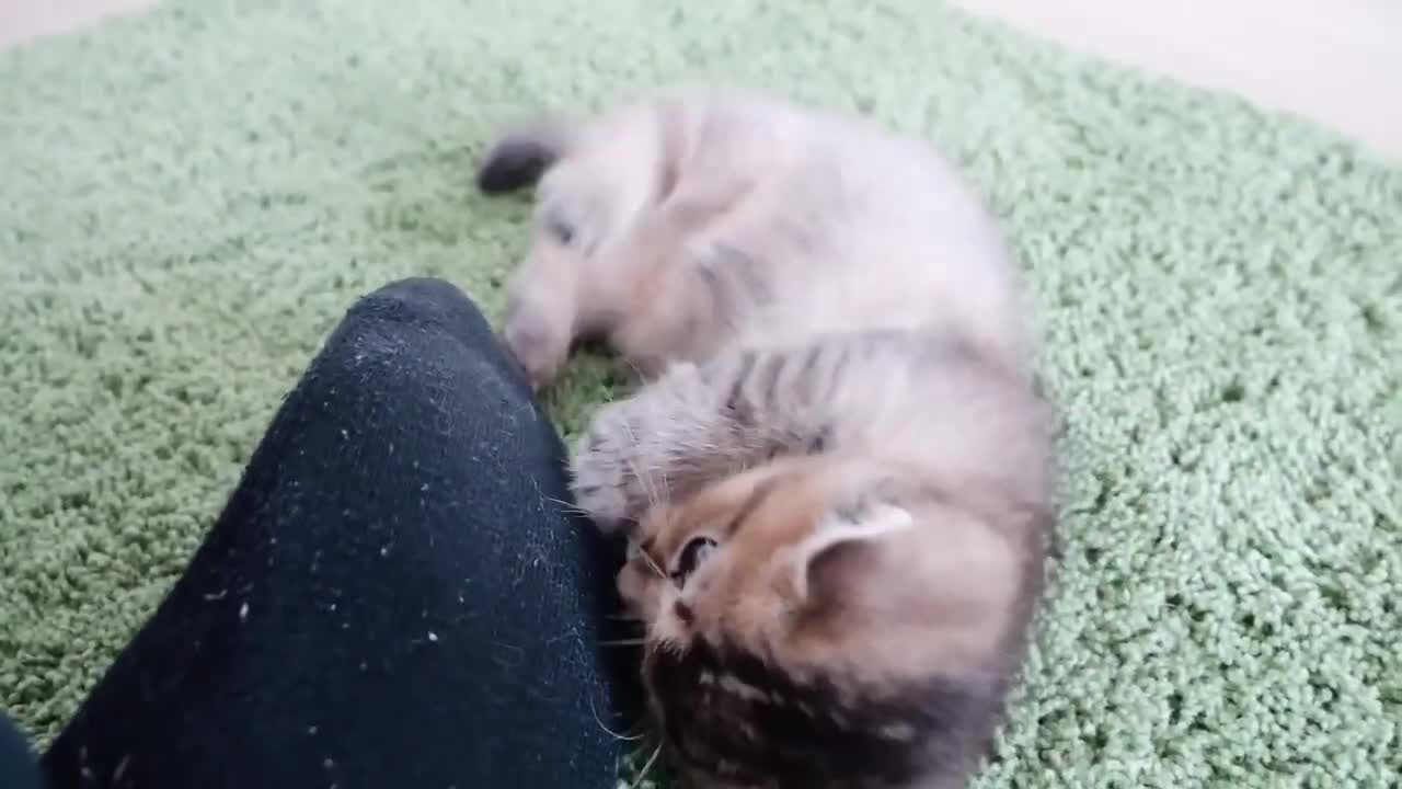 The kitten is playing happily with everyone