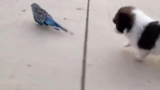 A very "agile" puppy carrying the bird on his back