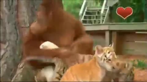 Orangutan Nurtures Tiger Cubs