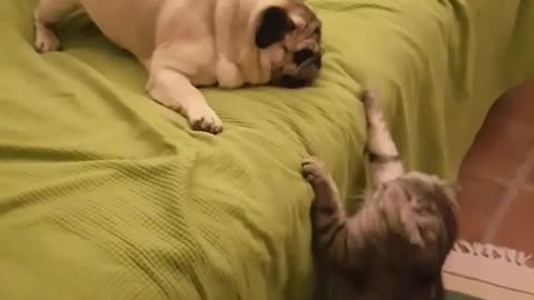 Cat and pug fight on green blanket over bed