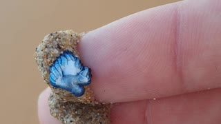 Beautiful Sea Slug Found in Sand