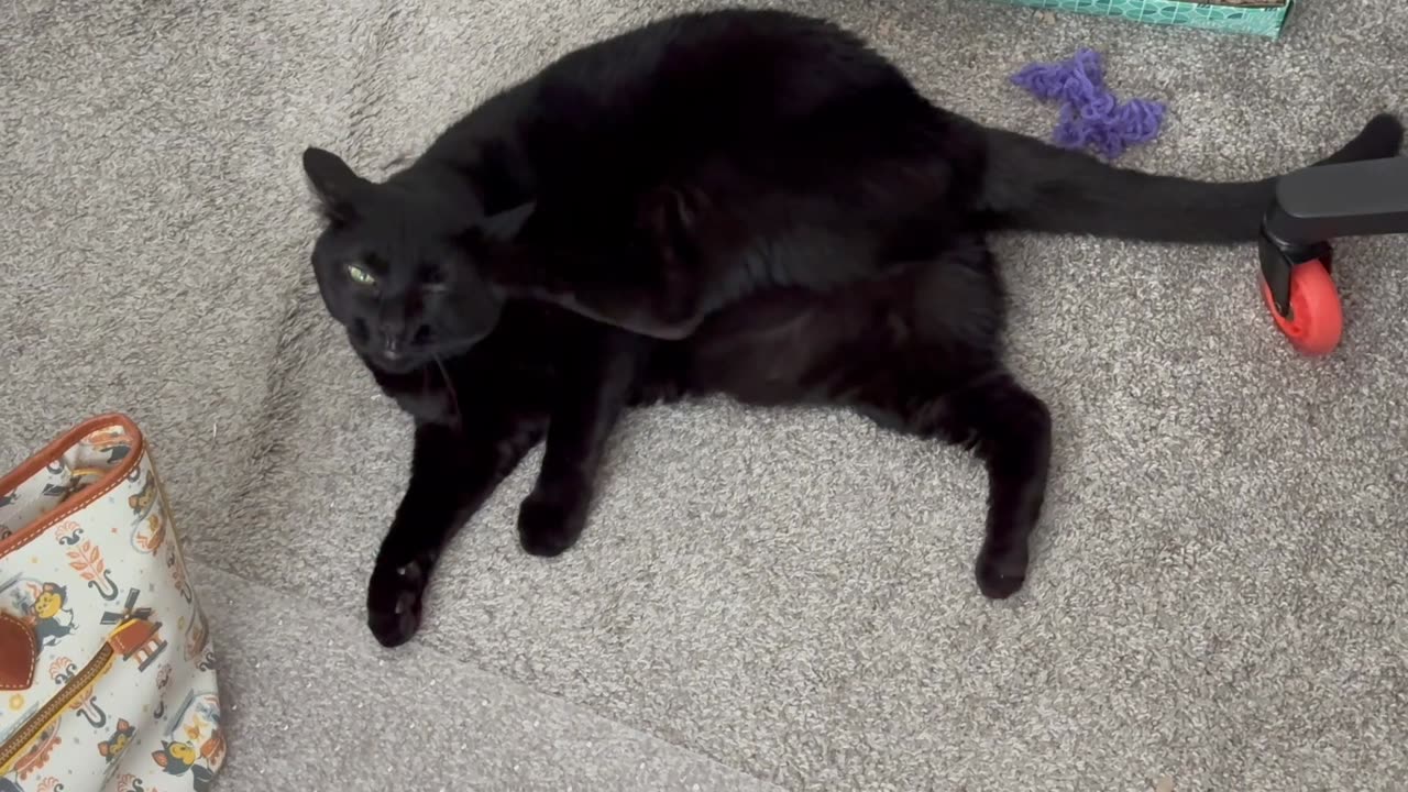 Adopting a Cat from a Shelter Vlog - Cute Precious Piper Stretches with Her Tummy Showing