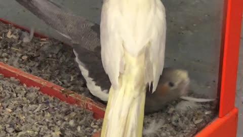 Cute Cockatiels Getting Aquainted