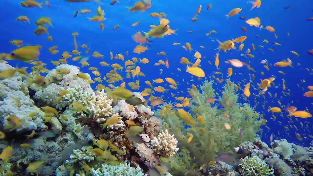 Serenidad en la Naturaleza: Un Viaje Relajante