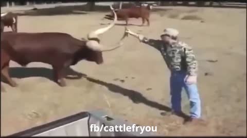 Funny animal video