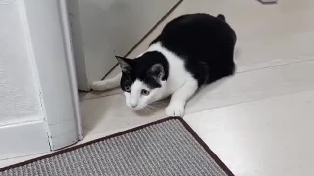 Cat lying flat and aiming for prey