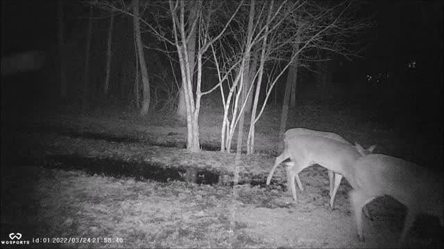 Backyard Trail Cam - Deer Parade