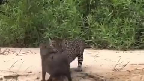 JAGUAR CATCHES CAPYBARA