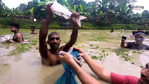 Amazing Big Fish Hunting By Traditional Polo Fishing With Festival In Village Beel.