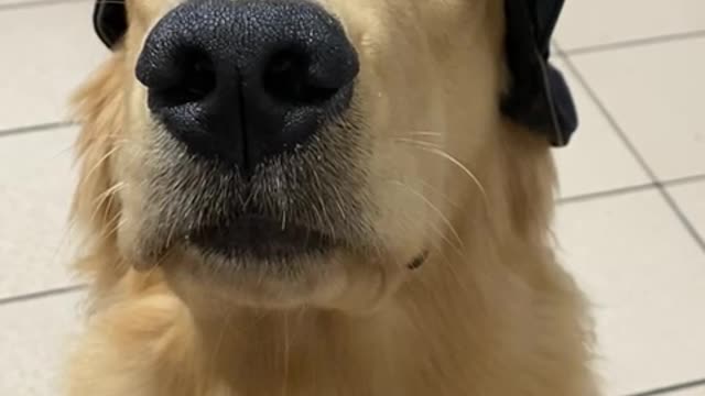 Dog Golden Retriever with a cap!