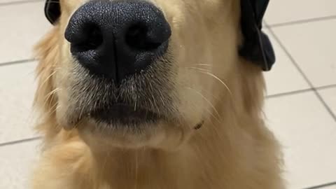 Dog Golden Retriever with a cap!