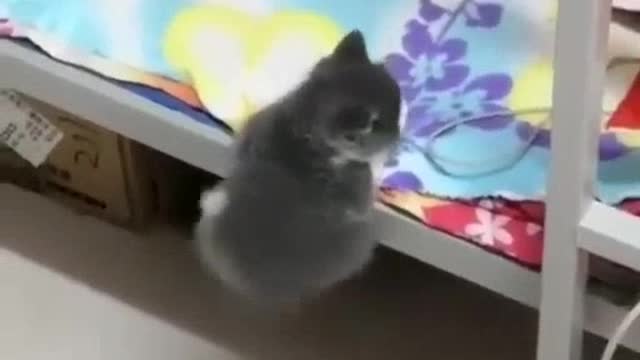the cat climbed into bed