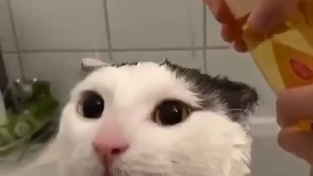 Bath procedures cat