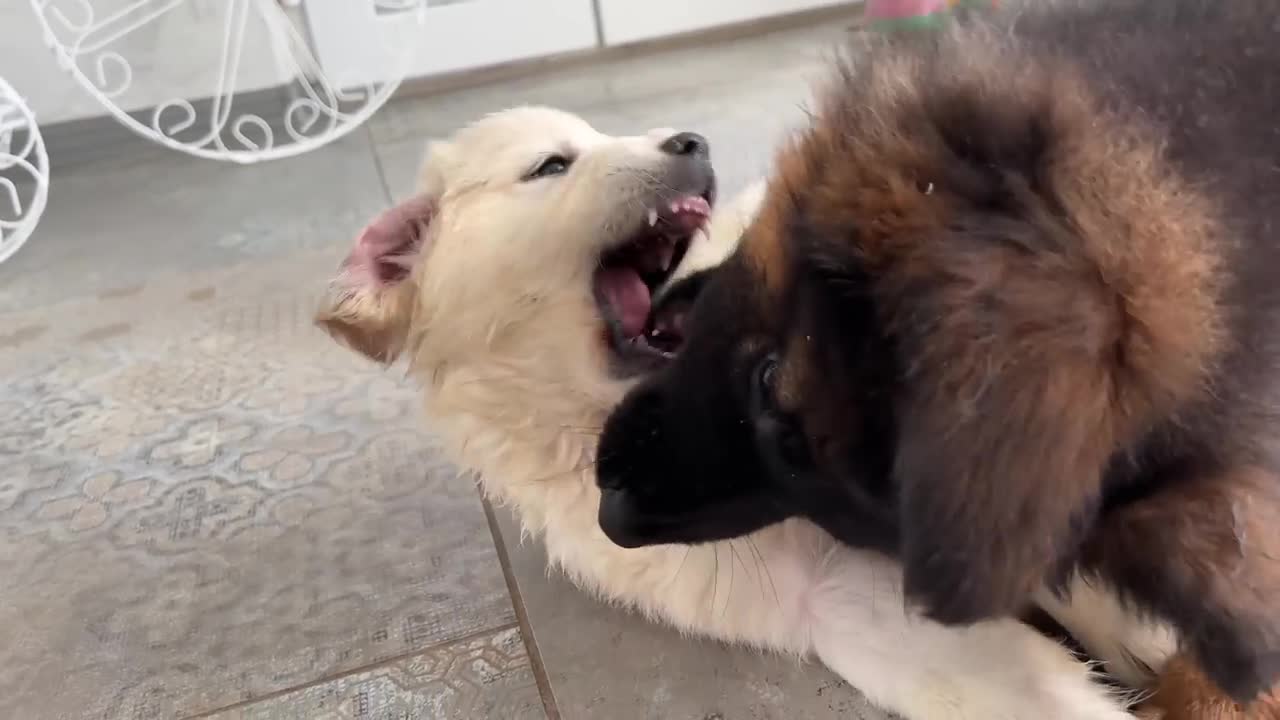 Funny German Shepherd Puppy and Cute Golden Retriever Puppy Playing