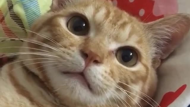 Cute cat video