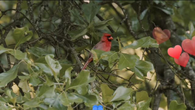 beautiful brazilian bird 2021