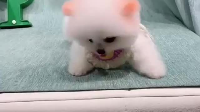 Cute and Funny Puppy Videos Compilation