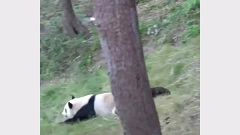 Panda Slide