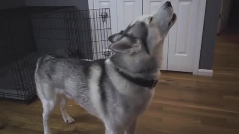 Siberian Husky Sings His Favorite Song