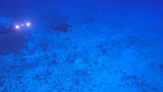 Spotted Eagle Ray! Kona Hawaii! 🤙🤙