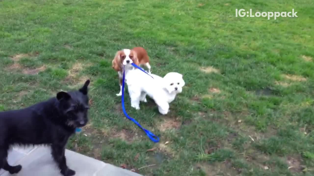 Brown dog hold leash and pulls white dog for walk