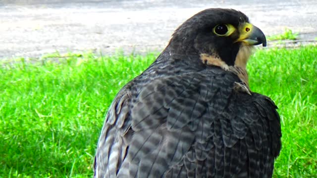 Peregrine Falcon