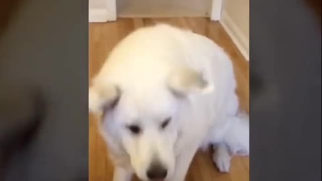 Catching failures by dogs