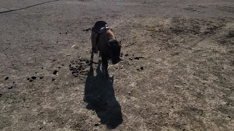 Buffalo running in a saddle