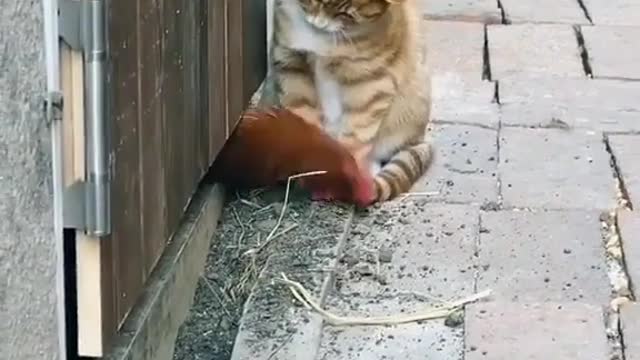 Pure Love 😻🐓 #Animalonplanet