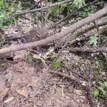 Baby Raccoons Rescued From Fallen Tree log