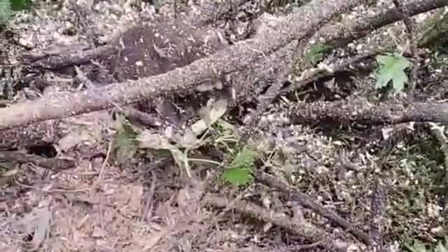 Baby Raccoons Rescued From Fallen Tree log