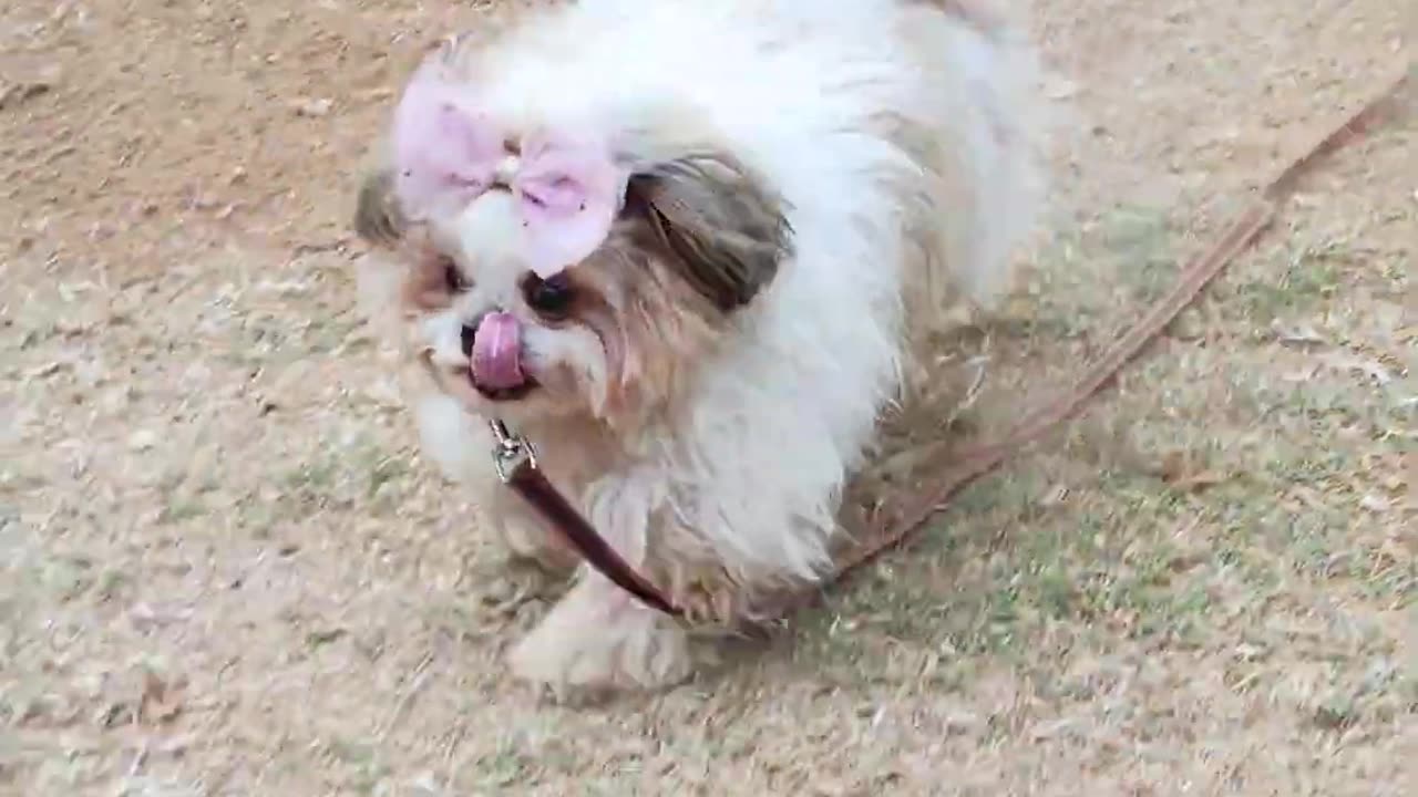 How Energetic are Shih Tzu