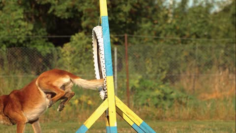 A dog's skill in the long jump