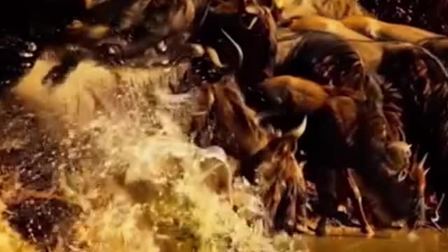catch and feed on