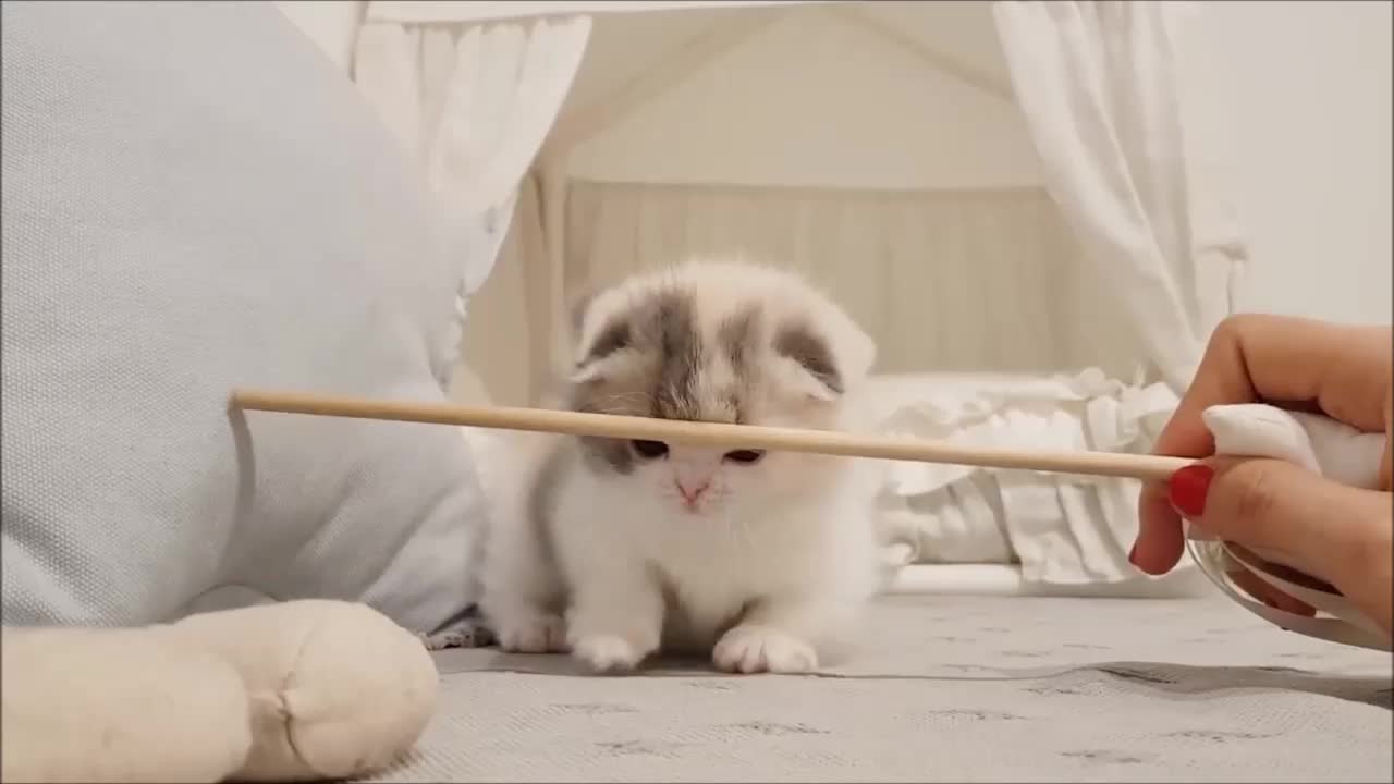 munchkin cat (short leg adorable cat) White