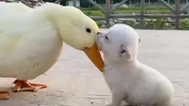 Duck and cute dog playing